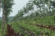 Chính sách thuế “gây khó” ngành cao su